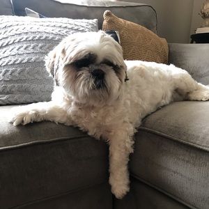 Meet your Posher, Young